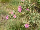 Cistes blancs