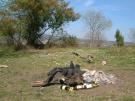 Déchets dans la nature