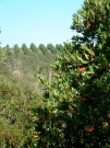 Une plantation mono-spécifique