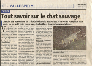 le chat sauvage des pyrénées