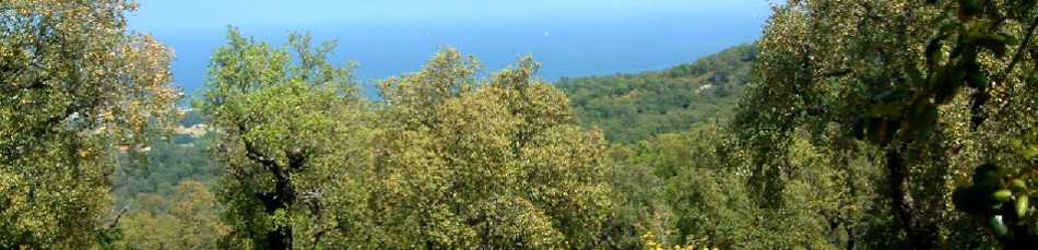 For&ecirc;t des Alb&egrave;res
