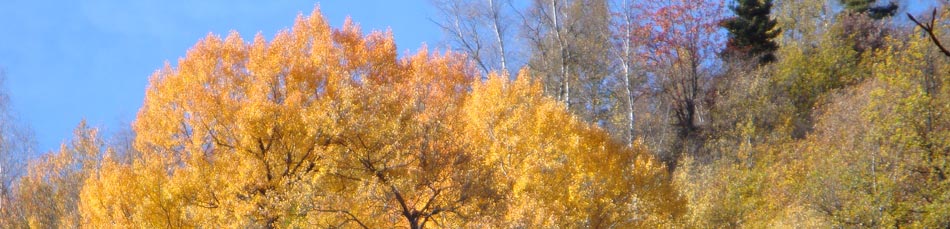 For&ecirc;t de Cerdagne en automne