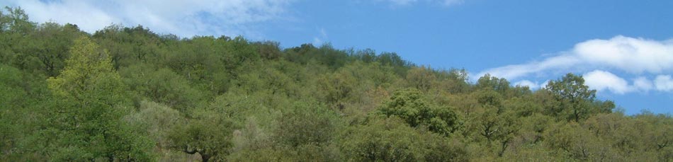 Suberaie, for&ecirc;t de ch&ecirc;nes li&egrave;ge